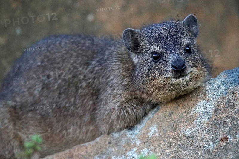 South Africa, Africa, rock hylash, Cape Town, Procavia capensis