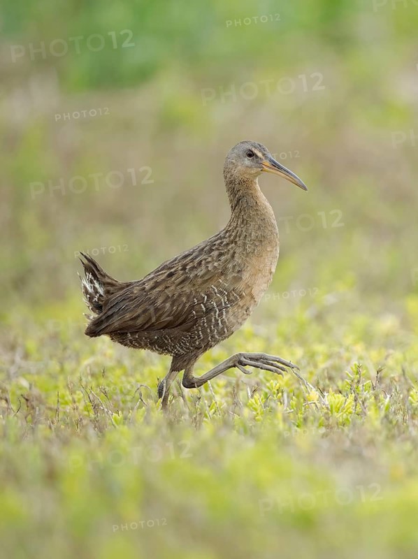 Clapper Rail (Rallus crepitans), Texas, USA