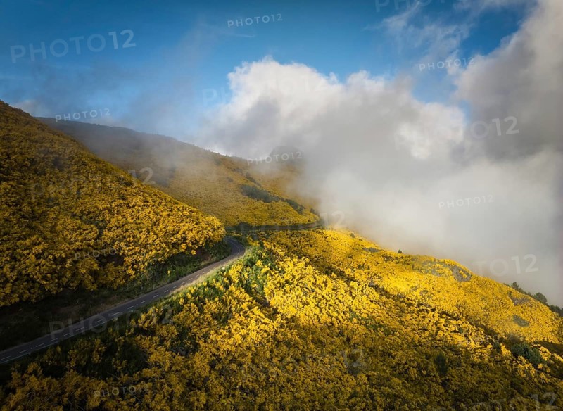 Aerial view of road among yellow Cytisus blooming shrubs near Pico do Arieiro, Portugal in clouds