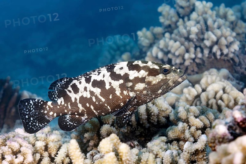 Camouflage grouper (Epinephelus polyphekadion), swimming over coral reef, Tuamotu Archipelago, French Polynesia, South Pacific, Pacific Ocean