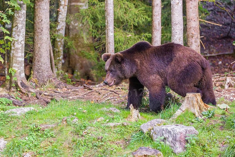 A young male brown bear (Ursus arctos arctos) runs through the undergrowth of a forest