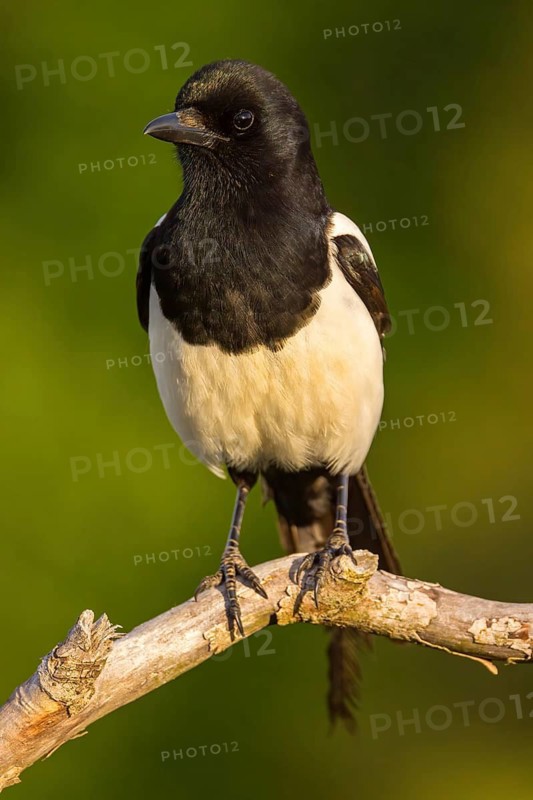 European magpie (Pica pica), perch, Ormoz area, Ormoz, Podravska, Slovenia