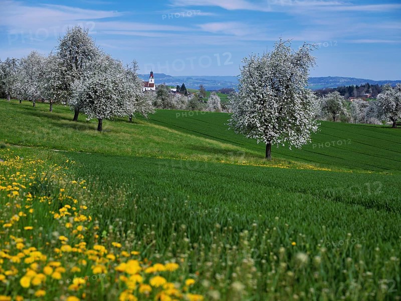 Flowering pear trees (Pyrus communis), Beinwil, Freiamt, Canton Aargau, Switzerland