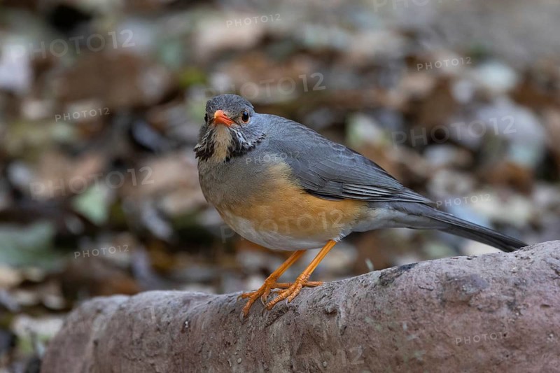 Kurrichane Thrush (Turdus libonyana), South Africa