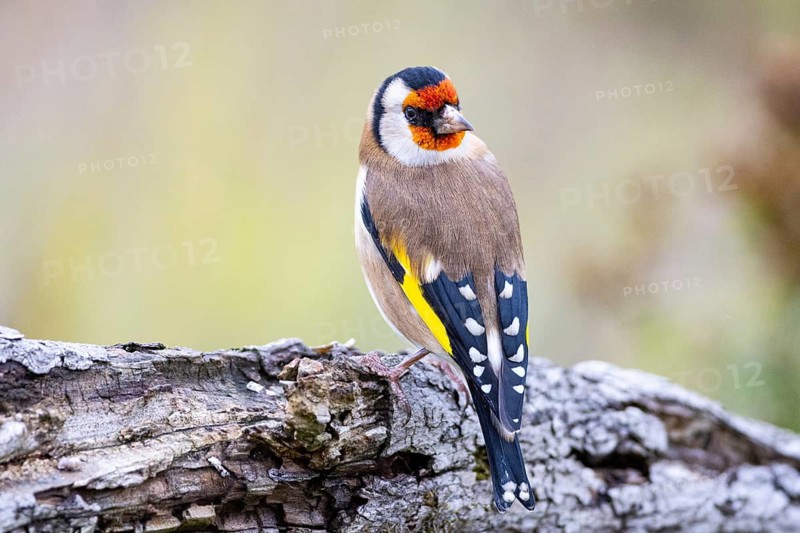 Goldfinch (Carduelis carduelis) Germany
