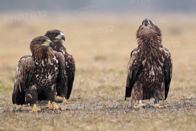 White-tailed Eagle (Haliaeetus albicilla) juveniles, Poland