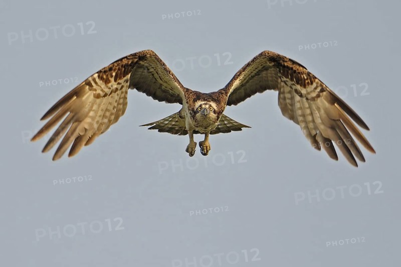 Western Osprey (Pandion haliaetus), Lower Saxony, Germany