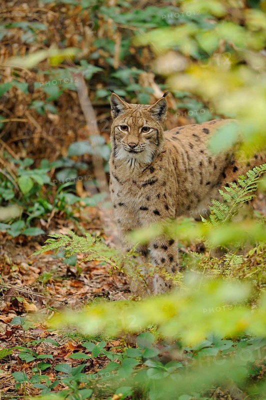 A lynx stands attentively in the forest, surrounded by dense vegetation and autumn colours, Eurasian lynx (Lynx lynx), Bavarian Forest National Park