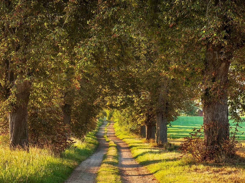 Field path through chestnut avenue in the morning light, near Röbel, Mecklenburg-Vorpommern, Germany