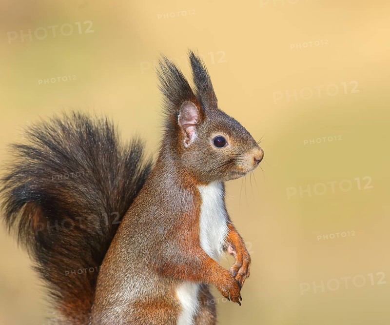Squirrel (Sciurus vulgaris), dark morph, adult animal, head portrait, wildlife, animals, mammal, rodent, Siegerland, North Rhine-Westphalia, Germany