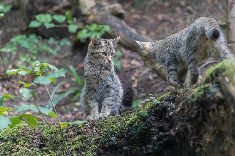 Two young european wildcats, Felis silvestris silvestris, standing on a branch of a dead tree. Green vegetation in the background