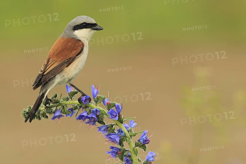 Red-backed Shrike (Lanius collurio) male, Baden-Wuerttemberg, Germany