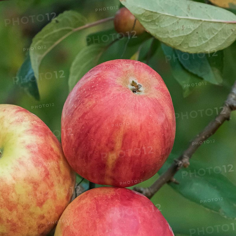 Apple (Malus domestica 'Roter Gravensteiner'),  Germany