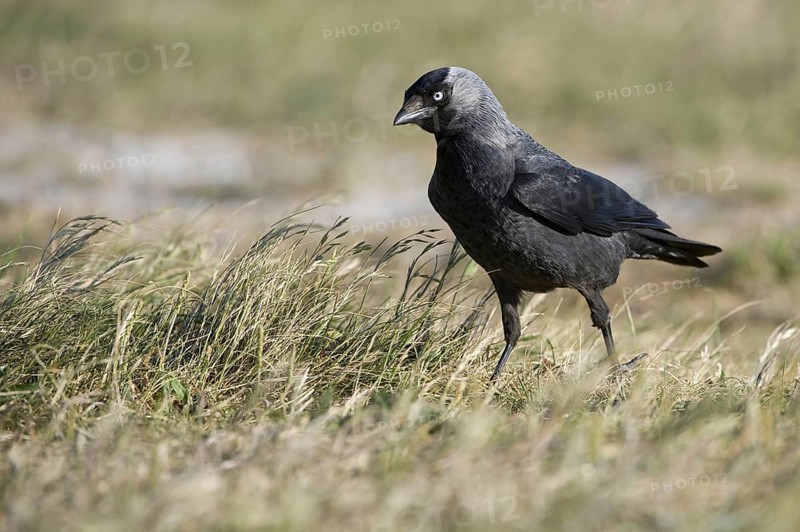 Western Jackdaw (Coloeus monedula), Texel, Netherlands