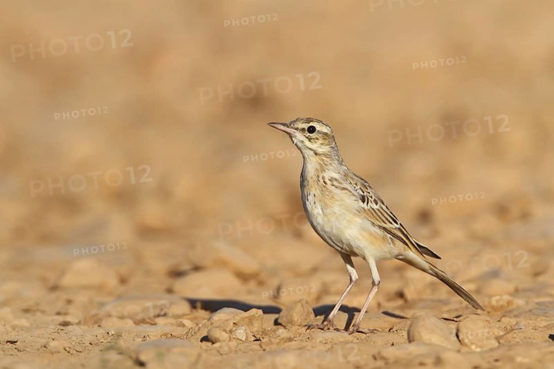 Tawny Pipit (Anthus campestris), France