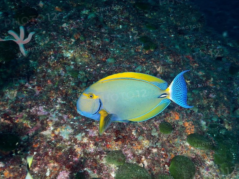 Eye-stripe surgeonfish (Acanthurus dussumieri)