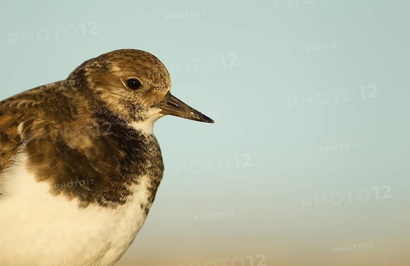 Ruddy turnstone (Arenaria interpres) adult wading bird in winter plumage head portrait, England, United Kingdom
