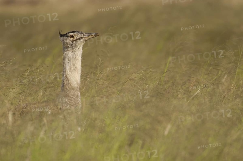 Kori Bustard (Ardeotis kori), Northern Cape, South Africa