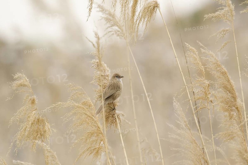 Iraq Babbler (Turdoides altirostris) perched on reed, Turkey
