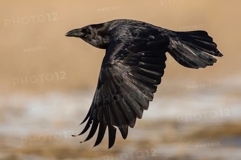 Northern Raven (Corvus corax) flying, Hungary