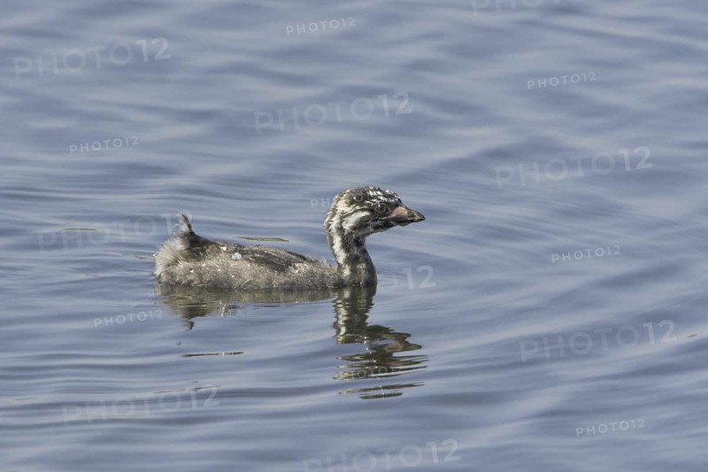 Pied-billed Grebe (Podilymbus podiceps) juvenile, Texas, USA