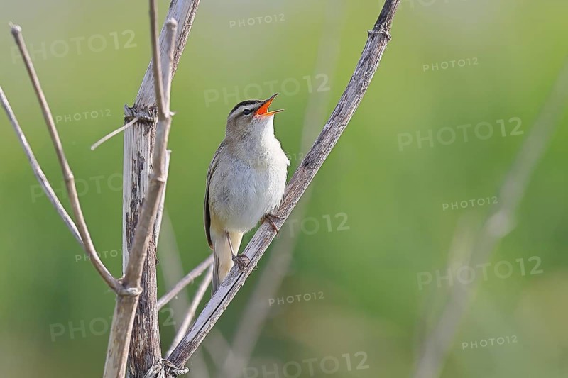 Reed Warbler (Acrocephalus schoenobaenus) singing in a shrub, Wildlife, Lembruch, Ochsen Moor, Dümmer nature park Park, Lower Saxony, Germany