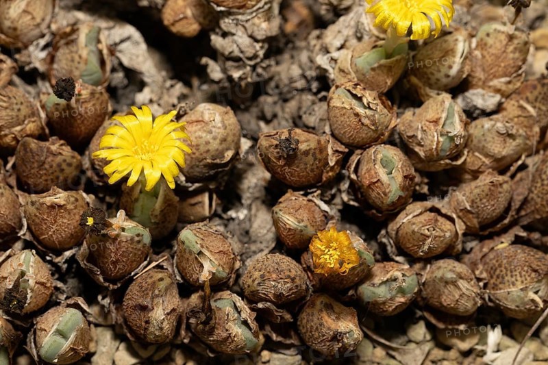 Conophytum, Living Stones, blooming, blossoms, Stellenbosch Botanic Garden, Western Cape, South Africa