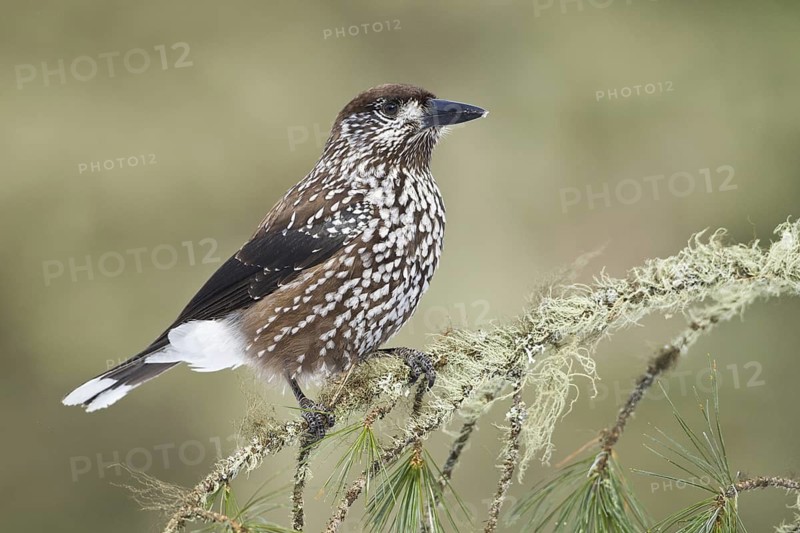 Spotted Nutcracker (Nucifraga caryocatactes), Switzerland