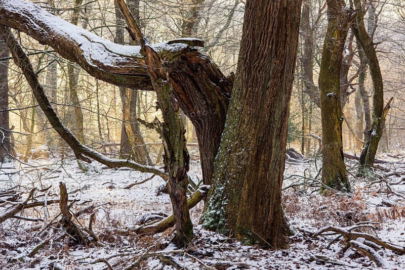Winter in the jungle tree trail with ancient trees in the Ahlhorner Fischteiche nature reserve, Emstek, Lower Saxony, Germany