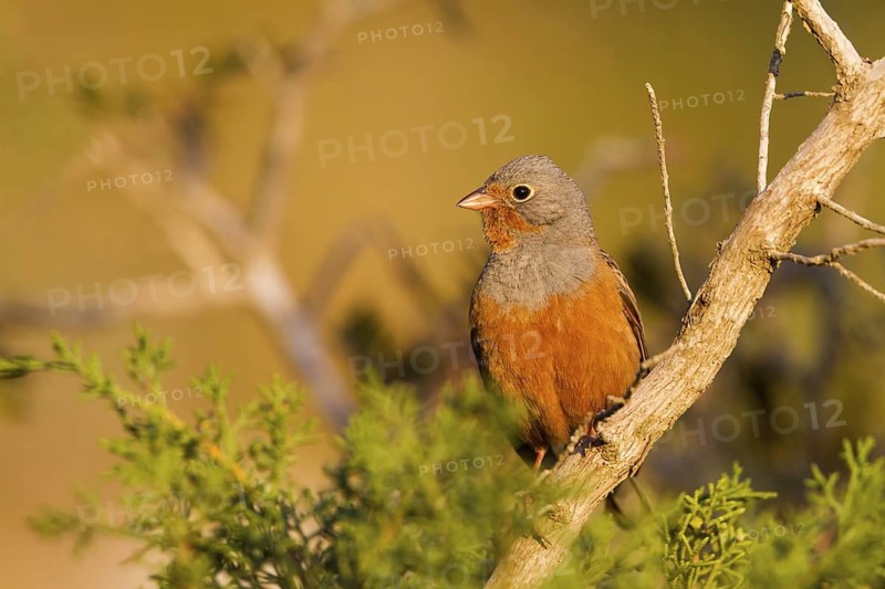 Cretzschmar's Bunting (Emberiza caesia) male, Cyprus