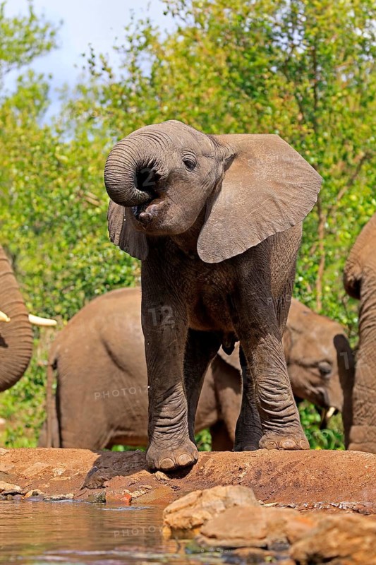 African elephant (Loxodonta africana), young animal, drinking, at the water, Kruger National Park, Kruger National Park, South Africa