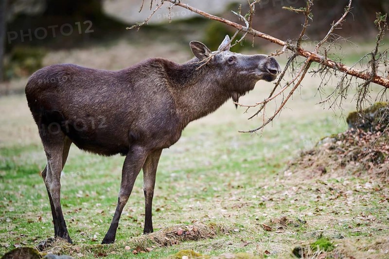 Elk (Alces alces) standing on a meadow on the edge of a forest, Bavaria, Germany