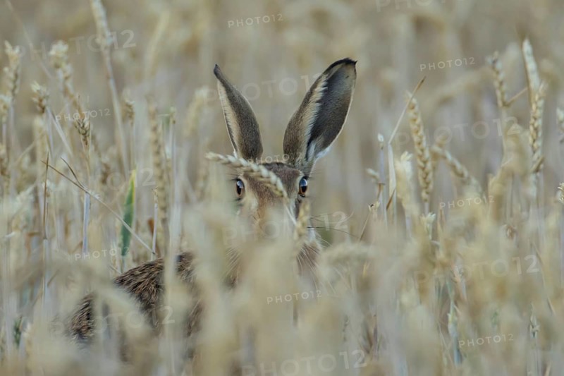 European brown hare (Lepus europaeus) adult animal in a farmland wheat field in summer, England, United Kingdom