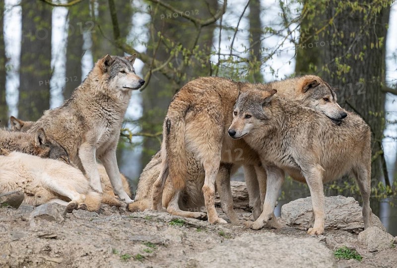 Wolf, gray wolves (Canis lupus), social behaviour, captive, Germany