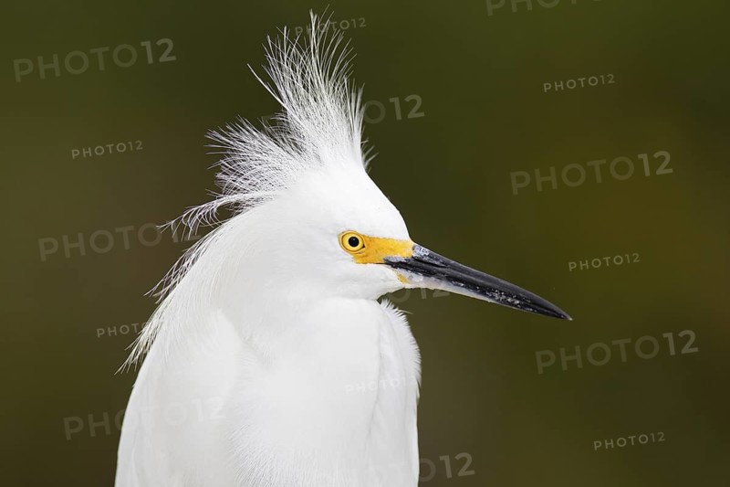 Snowy Egret (Egretta thula), Florida, USA