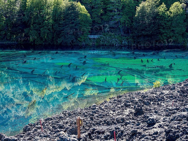 Laguna Arcoiris, dead trees in the lake, Conguillio National Park, Chile