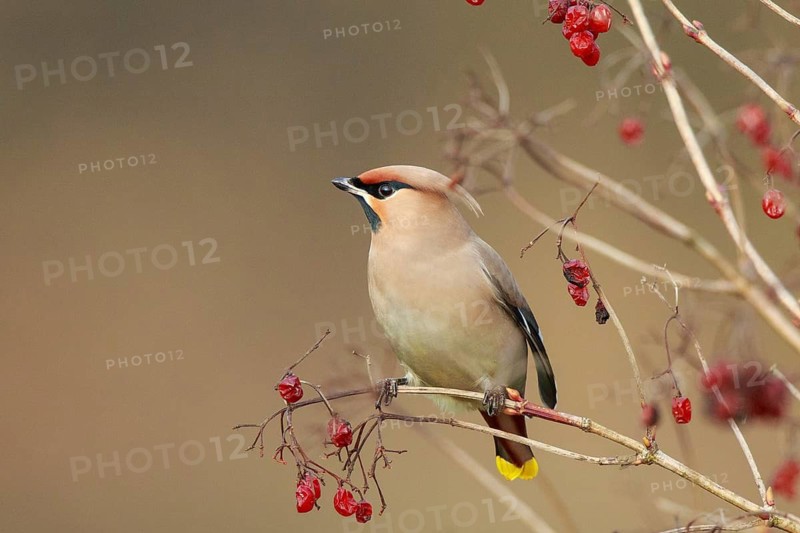 Bohemian Waxwing (Bombycilla garrulus), North Rhine-Westphalia, Germany