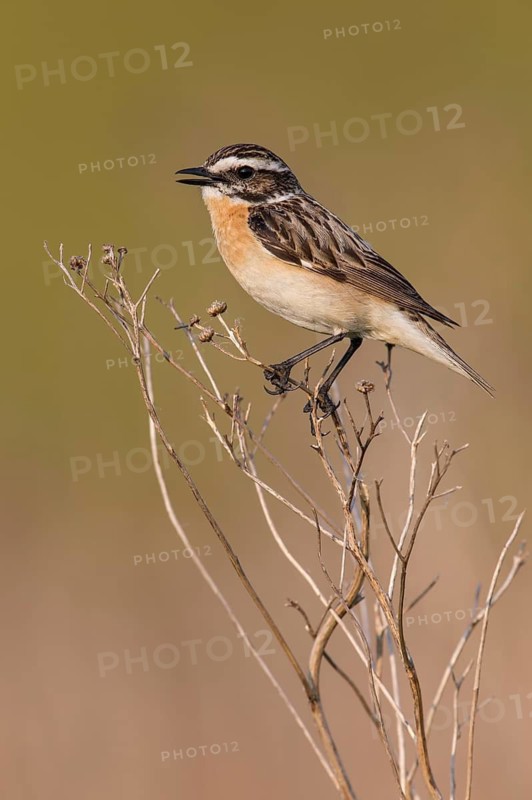 Whinchat (Saxicola rubetra) male perched on a meadow plant, Poland
