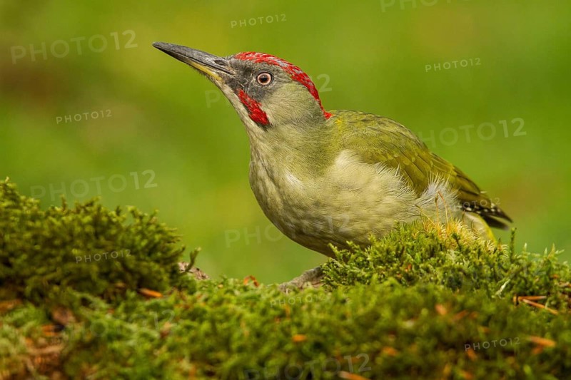 European Green Woodpecker (Picus viridis), adult male perched on a tree, Castilla Leon, Spain