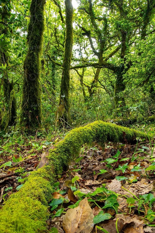 A vibrant view of a dense, green forest with a fallen log blanketed in bright green moss, surrounded by diverse foliage and undergrowth