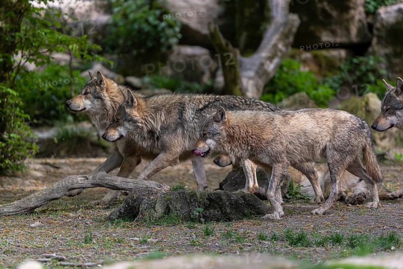 Group of four eurasian gray wolves (Canis lupus lupus) walking on a path between rocks. Rocks and green vegetation in the background