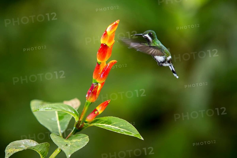 Green Thorntail (Discosura conversii) female flying and feeding on flower nectar, Pichincha, Ecuador