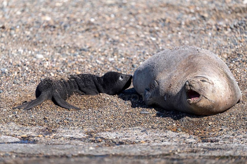 Southern elephant seal (Mirounga leonina), female with newborn young on a pebble beach, Península Valdés, Chubut province, Argentina