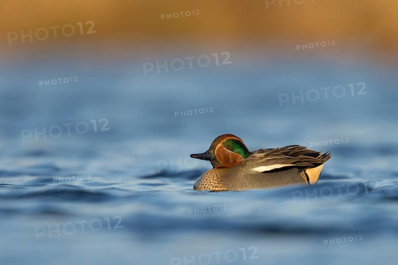 Eurasian Teal (Anas crecca) male, Utrecht, Netherlands
