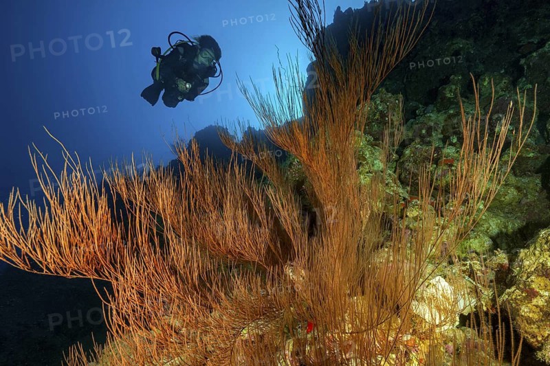 Underwater photo of diver looking at large Black coral (Antipathes dichotoma) growing on steep wall, Red Sea, Aqaba, Jordan