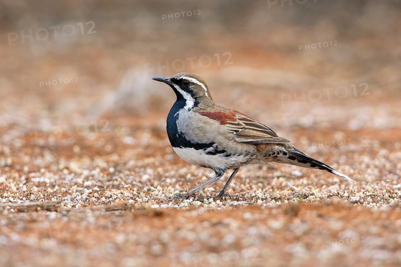 Chestnut-breasted Quail-thrush (Cinclosoma castaneothorax) male perched on the ground, Victoria, Australia
