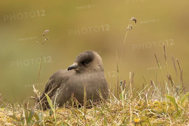 Parasitic Jaeger (Stercorarius parasiticus), Norway