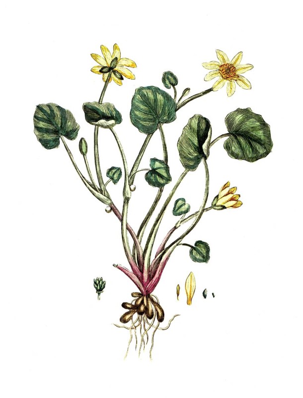 Ranunculus ficaria, lesser celandine, digital reproduction of a historical original, between 1790 and 1810