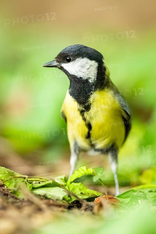 Great tit (Parus major) walking on the ground, Bavaria, Germany