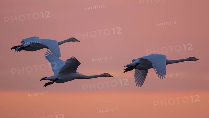 Whooper Swan (Cygnus cygnus) group flying, North Rhine-Westphalia, Germany